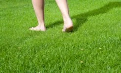 Graszaad Hendriks Graszoden 15 Kg -Graszaad Winkel 2qoFIiZ0dkCjWhx7P8eJsKwL2Wkn8skteoogFjDZ