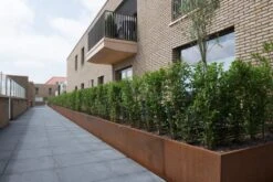 Borderrand Cortenstaal Geplet 230x0,2x10 Cm Adezz (10 Strips) -Graszaad Winkel BvIuzluPjafdr0MayxUJBbYe2gKUogNnRsIshBbe