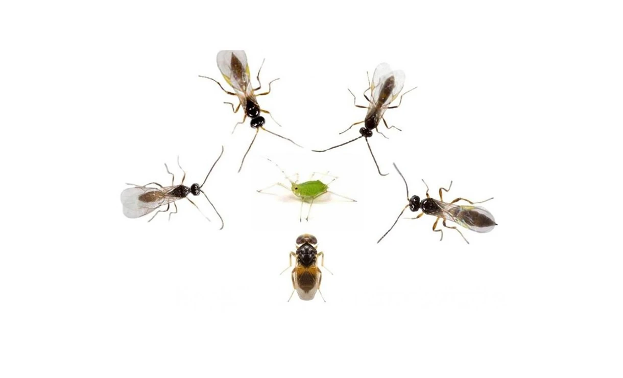 Aphiscout Sluipwespen 4 Aphiscout Sluipwespen - Afbeelding 2