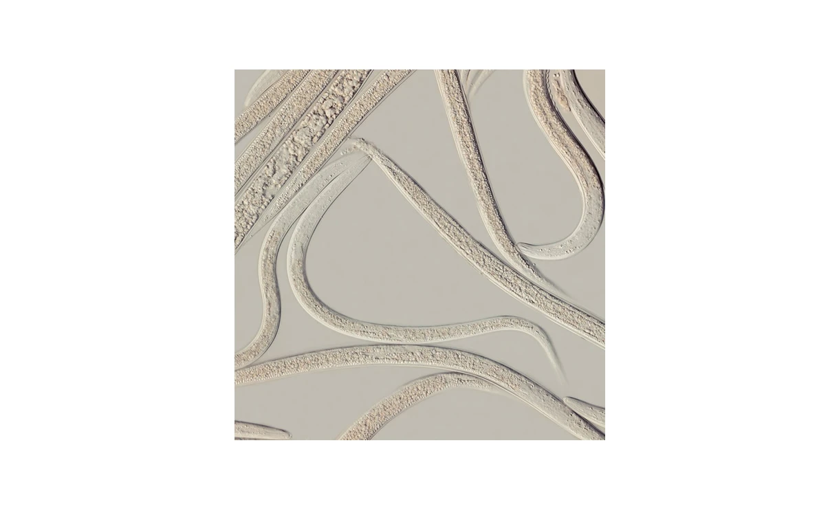 Larvanem Engerlingen 1000 M² 4 Larvanem Engerlingen 1000 M² - Afbeelding 2